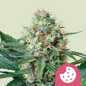 Royal Cookies van Royal Queen Seeds