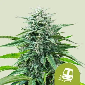 Trainwreck van Royal Queen Seeds