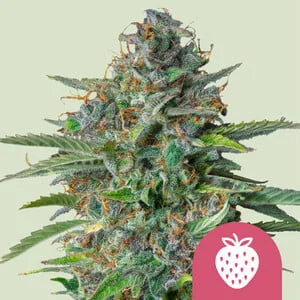 Strawberry Cough van Royal Queen Seeds