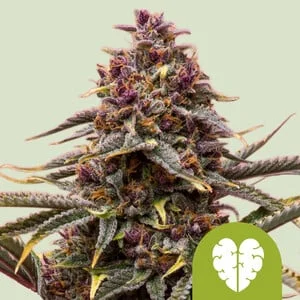 Pink Mist van Royal Queen Seeds