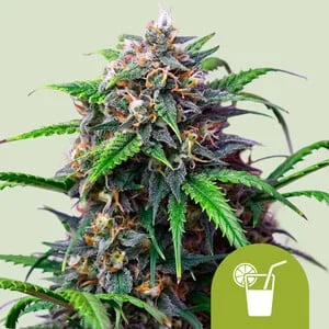 Purple Lemonade van Royal Queen Seeds