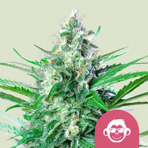 Grape Ape van Royal Queen Seeds