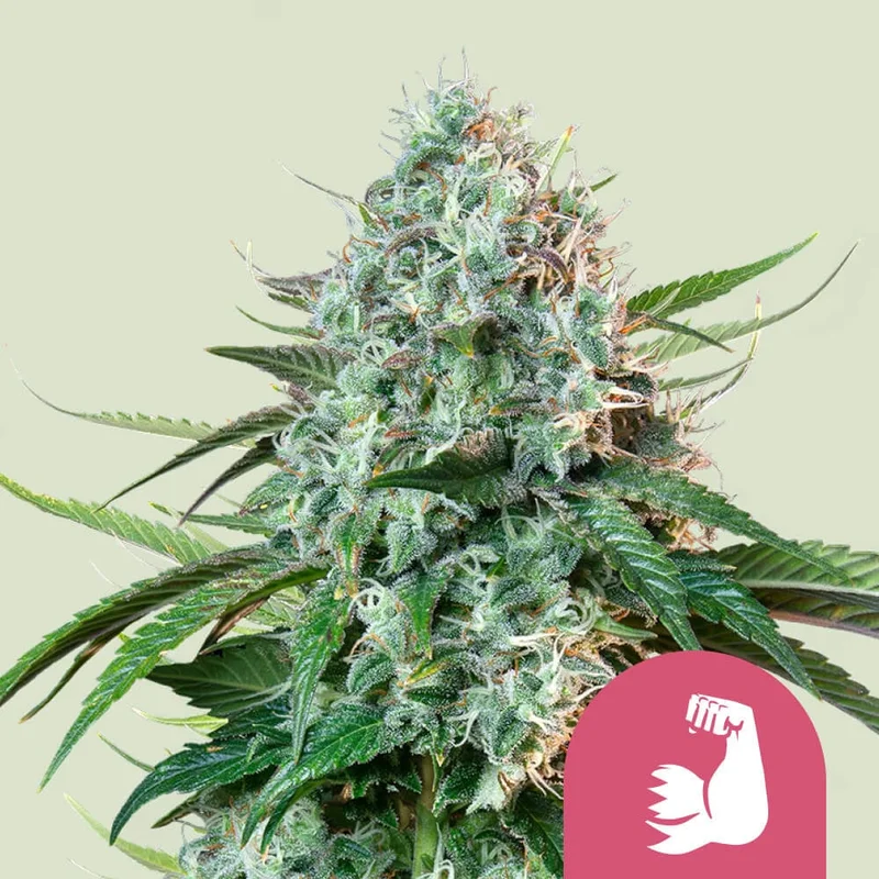 Hulkberry di Royal Queen Seeds