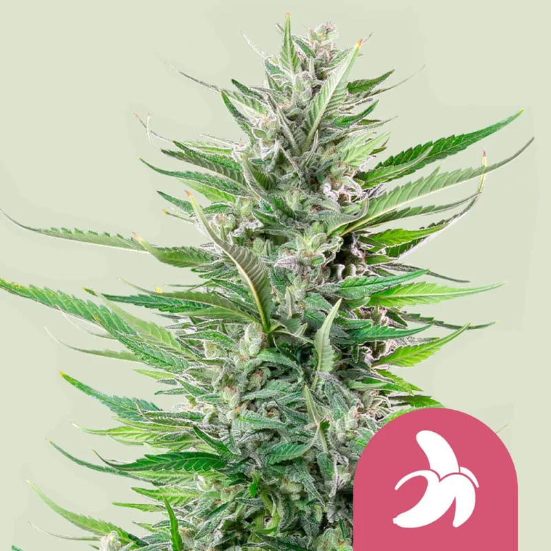 Fat Banana van Royal Queen Seeds