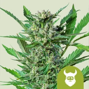 Royal Dwarf van Royal Queen Seeds