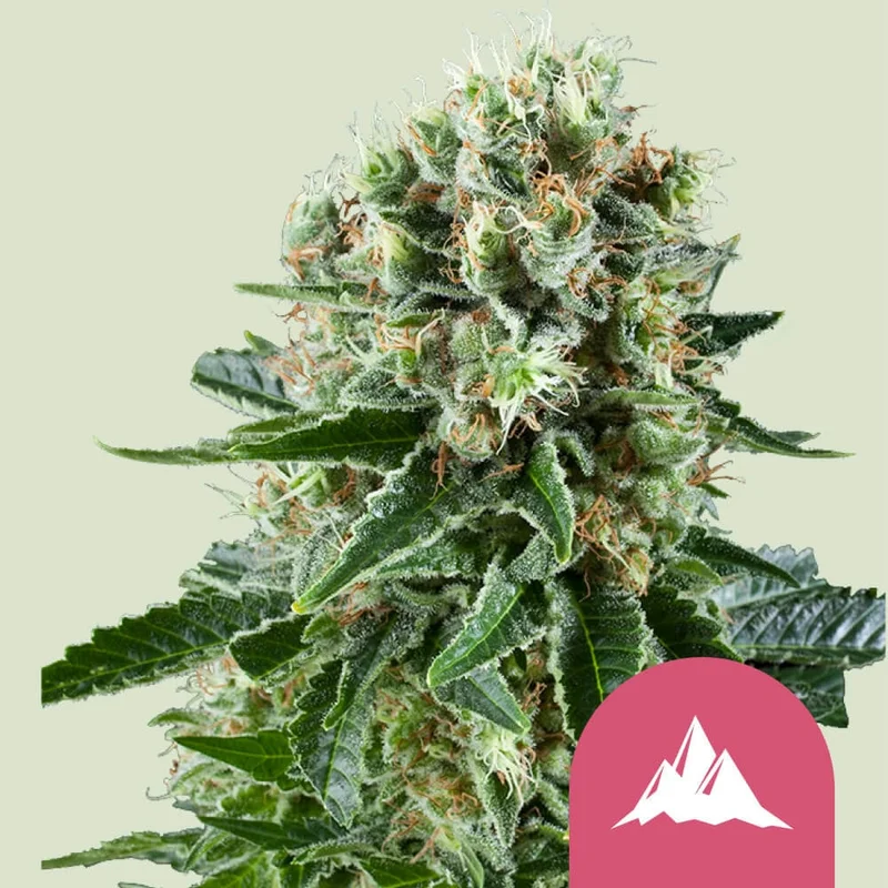 Critical Kush van Royal Queen Seeds