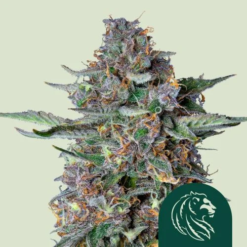 Do-Si-Dos van Royal Queen Seeds