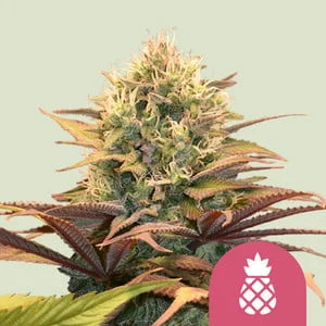 Pineapple Kush van Royal Queen Seeds