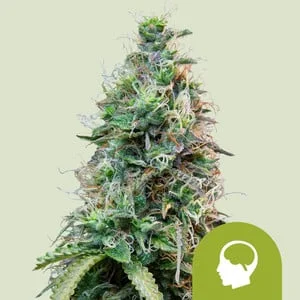 Amnesia Haze van Royal Queen Seeds