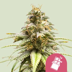 Chocolate Haze van Royal Queen Seeds