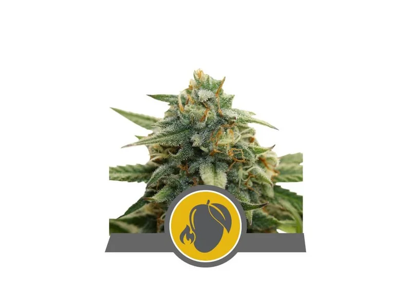 Mango Crunch van Royal Queen Seeds