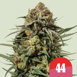 Gelato 44 van Royal Queen Seeds