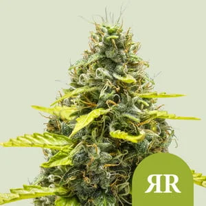 Royal Runtz van Royal Queen Seeds