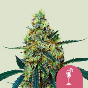 Mimosa van Royal Queen Seeds