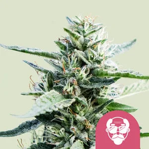 Granddaddy Purple van Royal Queen Seeds