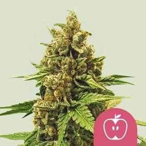 Apple Fritter van Royal Queen Seeds