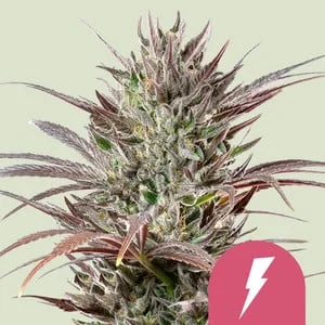 North Thunderfuck van Royal Queen Seeds