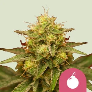 Royal Domina van Royal Queen Seeds