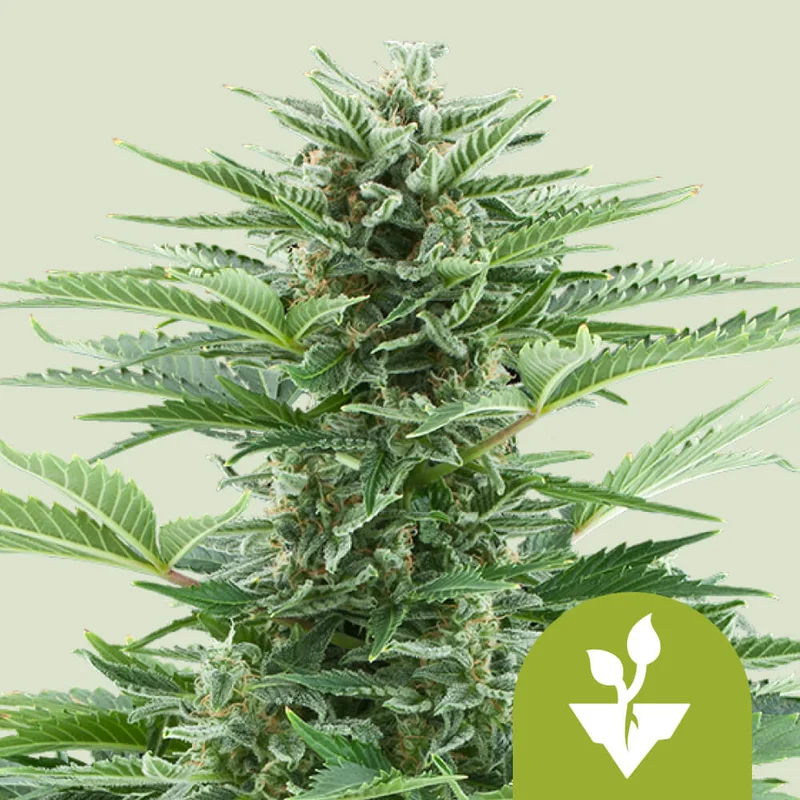 Easy Bud van Royal Queen Seeds