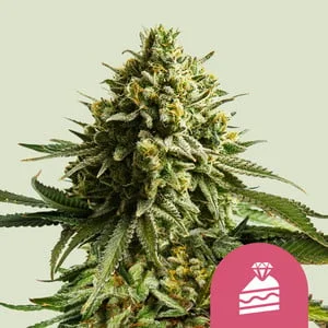 Wedding Cake van Royal Queen Seeds