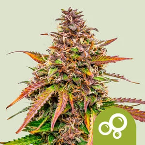 Bubble Kush van Royal Queen Seeds
