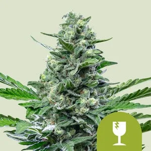 Royal Critical van Royal Queen Seeds