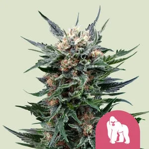 Royal Gorilla van Royal Queen Seeds