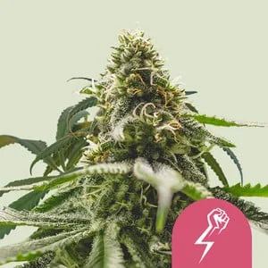 Green Crack Punch van Royal Queen Seeds