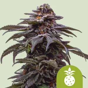 Tropicana Cookies Purple van Royal Queen Seeds