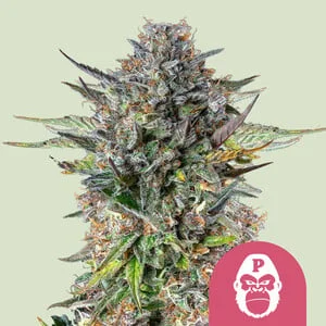 Pink Gorilla van Royal Queen Seeds