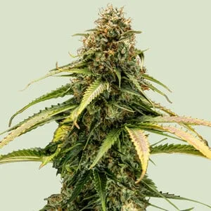 Epsilon F1 van Royal Queen Seeds
