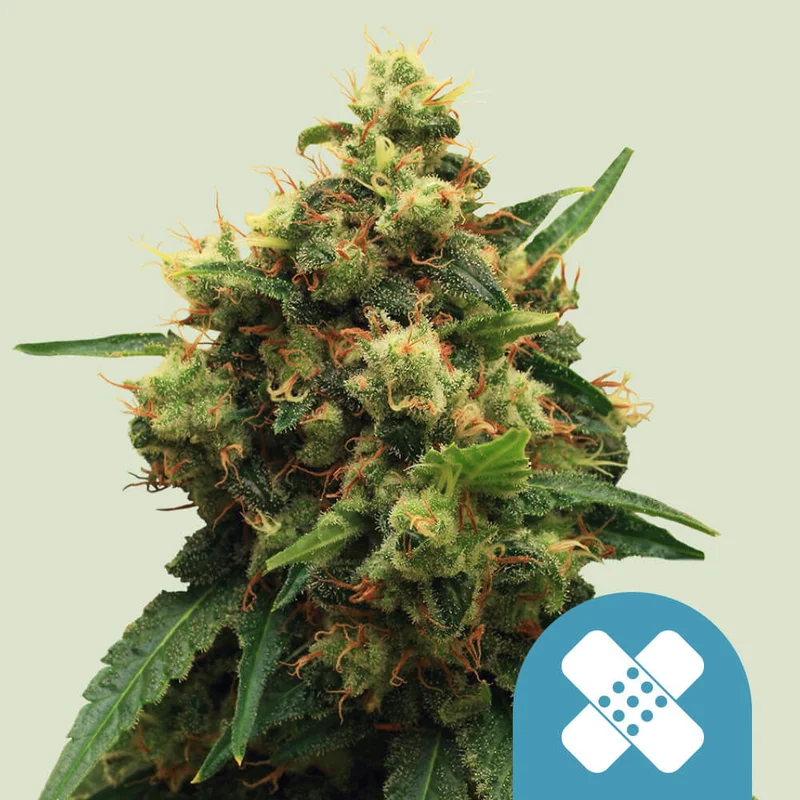 Painkiller XL van Royal Queen Seeds