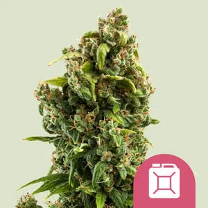 Sour Diesel van Royal Queen Seeds