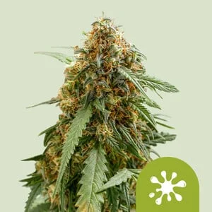 Sticky Queen van Royal Queen Seeds
