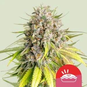 Punch Pie van Royal Queen Seeds