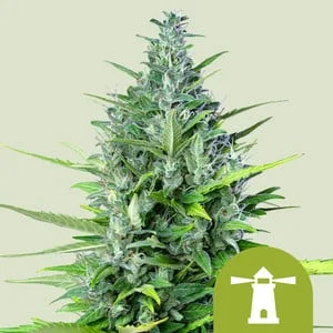 Royal Haze van Royal Queen Seeds