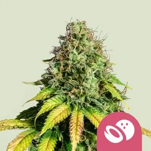 Somango XL van Royal Queen Seeds