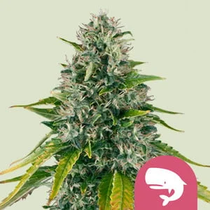 Royal Moby van Royal Queen Seeds