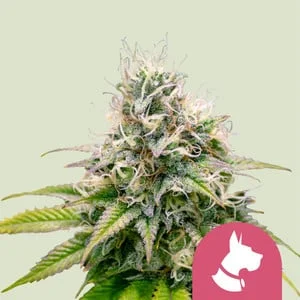 Kali Dog van Royal Queen Seeds