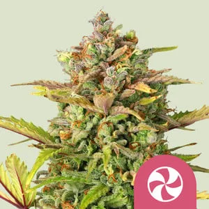 Sweet ZZ van Royal Queen Seeds