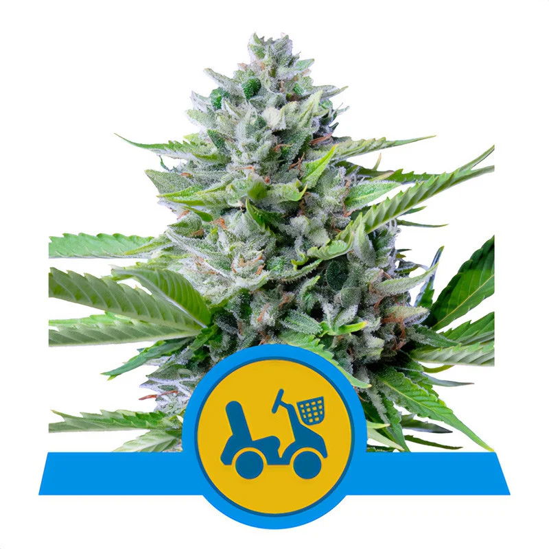 Fast Eddy van Royal Queen Seeds