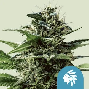 Tatanka Pure CBD van Royal Queen Seeds