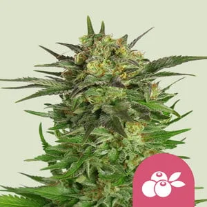 Haze Berry van Royal Queen Seeds