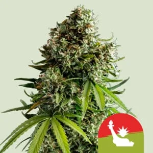 NYC Sour D van Royal Queen Seeds