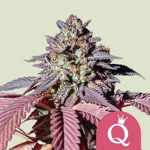 Purple Queen van Royal Queen Seeds