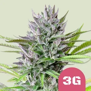 Triple G van Royal Queen Seeds