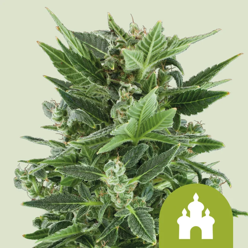 Royal Kush by Royal Queen Seeds