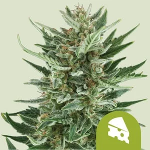 Royal Cheese van Royal Queen Seeds