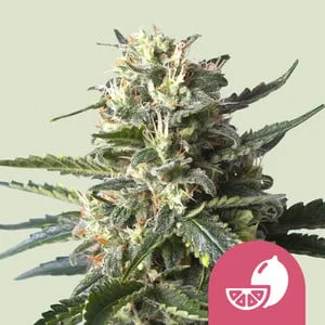 Lemon Shining Silver Haze van Royal Queen Seeds