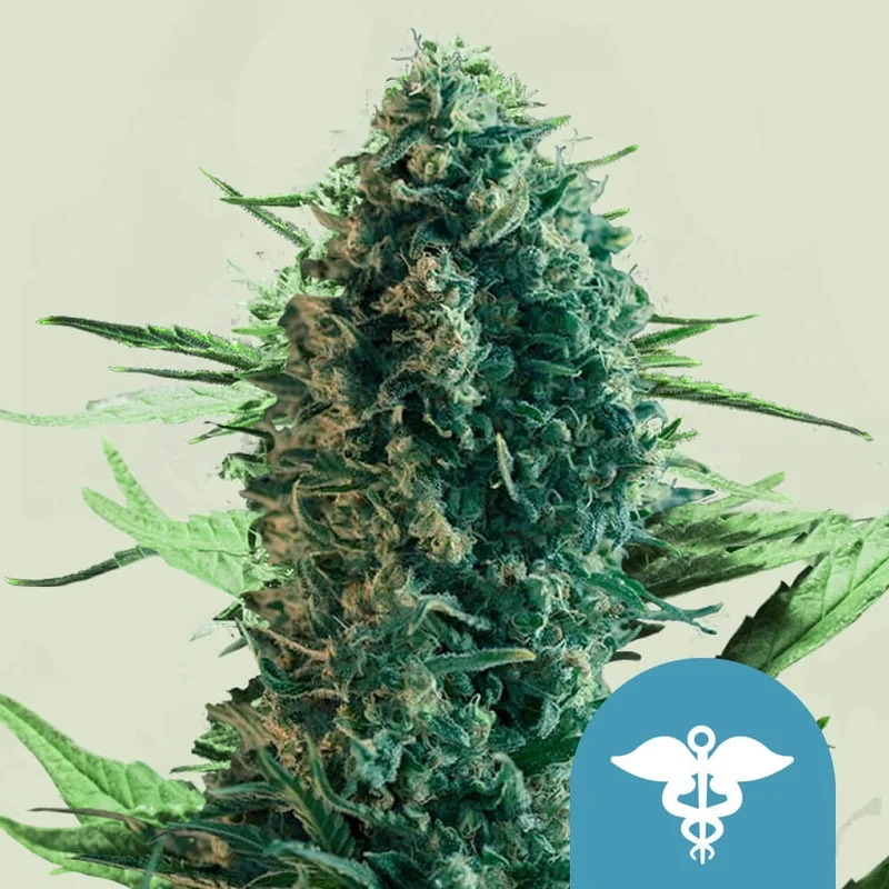 Royal Medic van Royal Queen Seeds